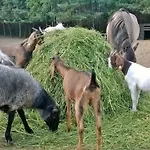 Alojamento de Turismo Rural Zagroda Zalipie Gostynin