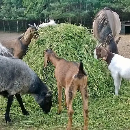 Bauernhof Zagroda Zalipie Gostynin